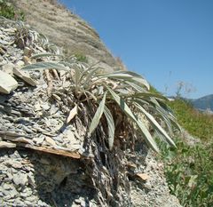 Convolvulus lineatus