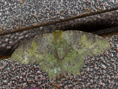 Paramaxates spinivesica