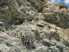 Convolvulus lineatus