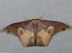 Timandromorpha energes