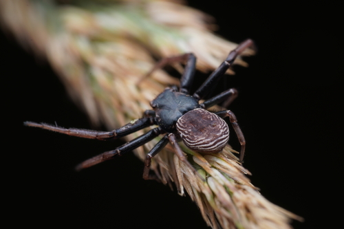 Coriarachne depressa