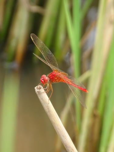 Scarlet Skimmer