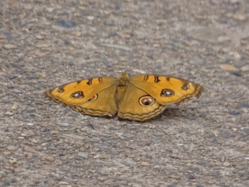 Peacock Pansy