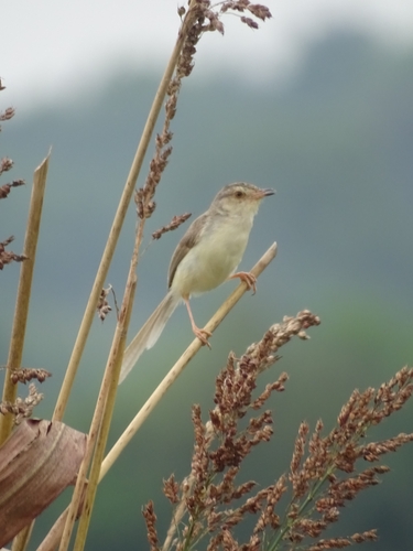 Plain Prinia