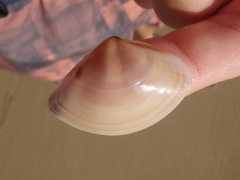 Austromactra rufescens