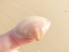 Austromactra rufescens