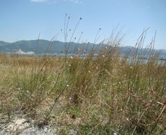 Cephalaria transsylvanica