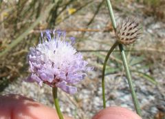Cephalaria transsylvanica