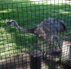 Aves