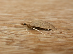 Metasia dicealis