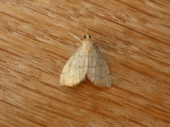 Metasia dicealis