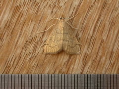 Metasia dicealis