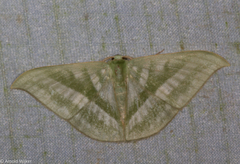 Mixochlora vittata