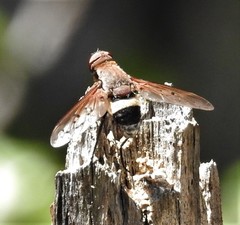 Ligyra punctipennis