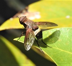 Ligyra punctipennis