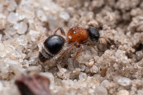 Smicromyrme rufipes nuotrauka