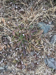 Coreopsis lanceolata