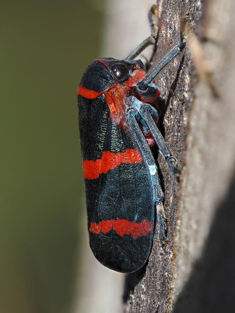 Red-Lined Leafhopper