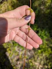 Amauropelta noveboracensis image