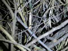 Thryonomys swinderianus