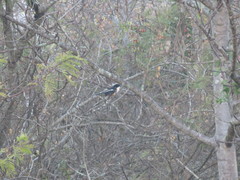 Laniarius ferrugineus