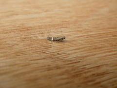 Aproaerema simplexella