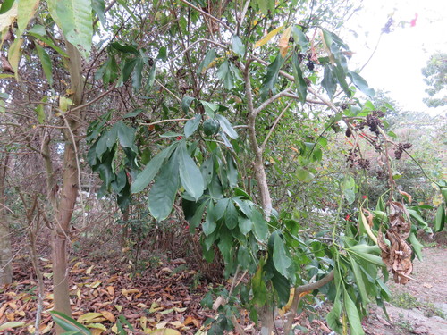 Melicope triphylla iNat (2)