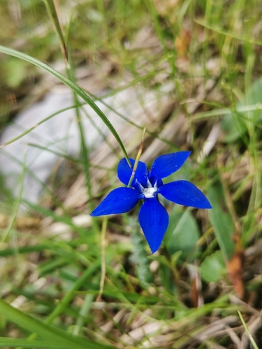 Gentiana pumila, photograph 2