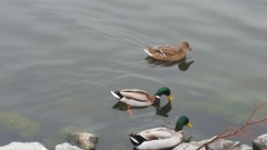 Anas platyrhynchos