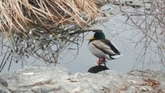 Anas platyrhynchos