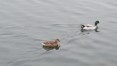 Anas platyrhynchos