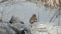 Anas platyrhynchos