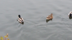 Anas platyrhynchos