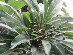 Semecarpus gigantifolia