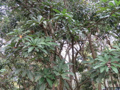 Semecarpus gigantifolia