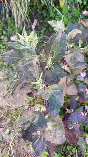 Image of Atriplex hortensis by (c) Meer Planten, some rights reserved (CC BY)