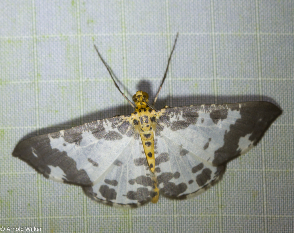 Ozola falcipennis