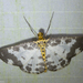 Ozola falcipennis - Photo (c) Arnold Wijker, algunos derechos reservados (CC BY-NC), subido por Arnold Wijker