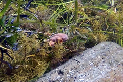 Pyura gibbosa