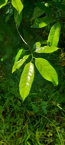Image of Myristica fragrans by no rights reserved