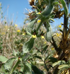 Sideritis montana