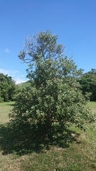 Planchonella obovata