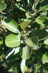 Planchonella obovata