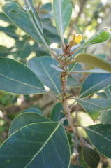 Planchonella obovata