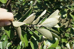 Planchonella obovata