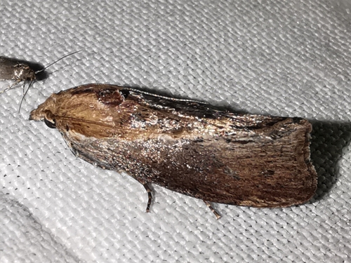 Galleria mellonella