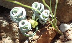 Albuca concordiana