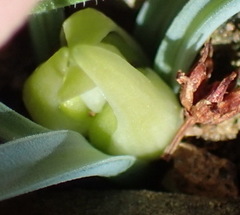 Albuca concordiana