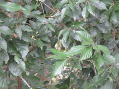 Lithocarpus konishii