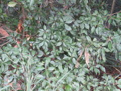 Lithocarpus konishii